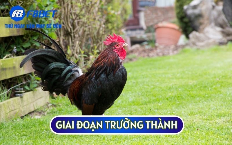 CHĂM SÓC GÀ TRE trưởng thành sẽ đòi hỏi sư kê sẽ phải có những chế độ ăn uống phù hợp