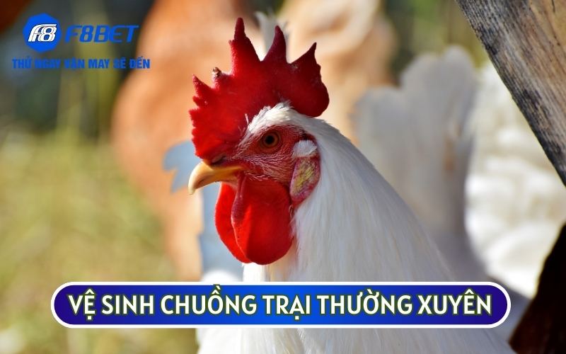 Vệ sinh chuồng trại là PHƯƠNG PHÁP CHỮA TRỊ GÀ BỊ SƯNG HẦU và phòng bệnh tốt nhất